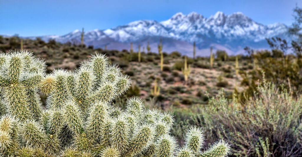 Winter in the Desert: Four Peaks Mountain is in the distance.